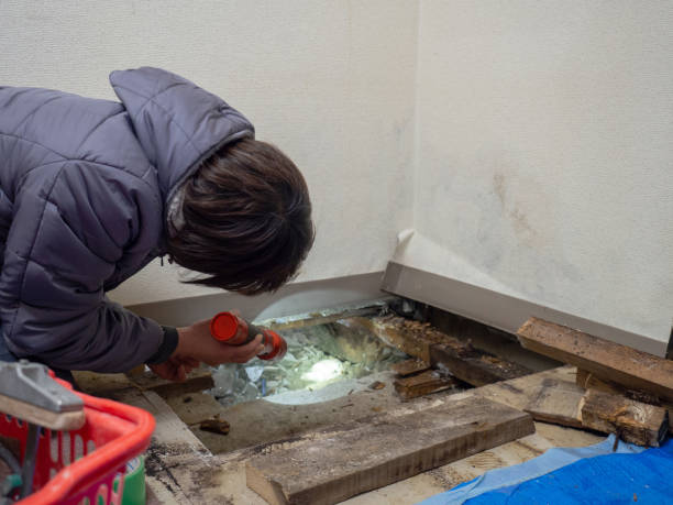 Best Biohazard Mold Removal  in Harris Hill, NY