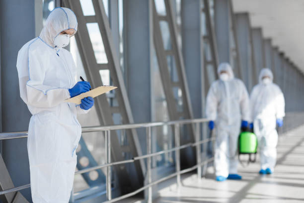 Best Black Mold Removal  in Harris Hill, NY